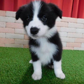 ボーダーコリー【三重県・女の子・2023年11月20日・ブラック&ホワイト】の写真「とてもかわいい子犬が生まれました。。」